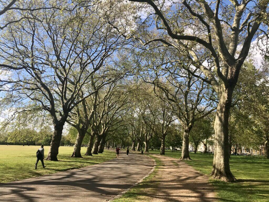 Park with trees