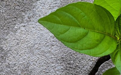 A young tree growing out of concrete