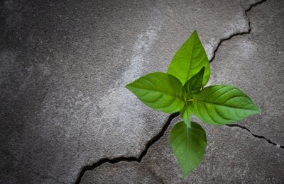 A young tree growing out of concrete
